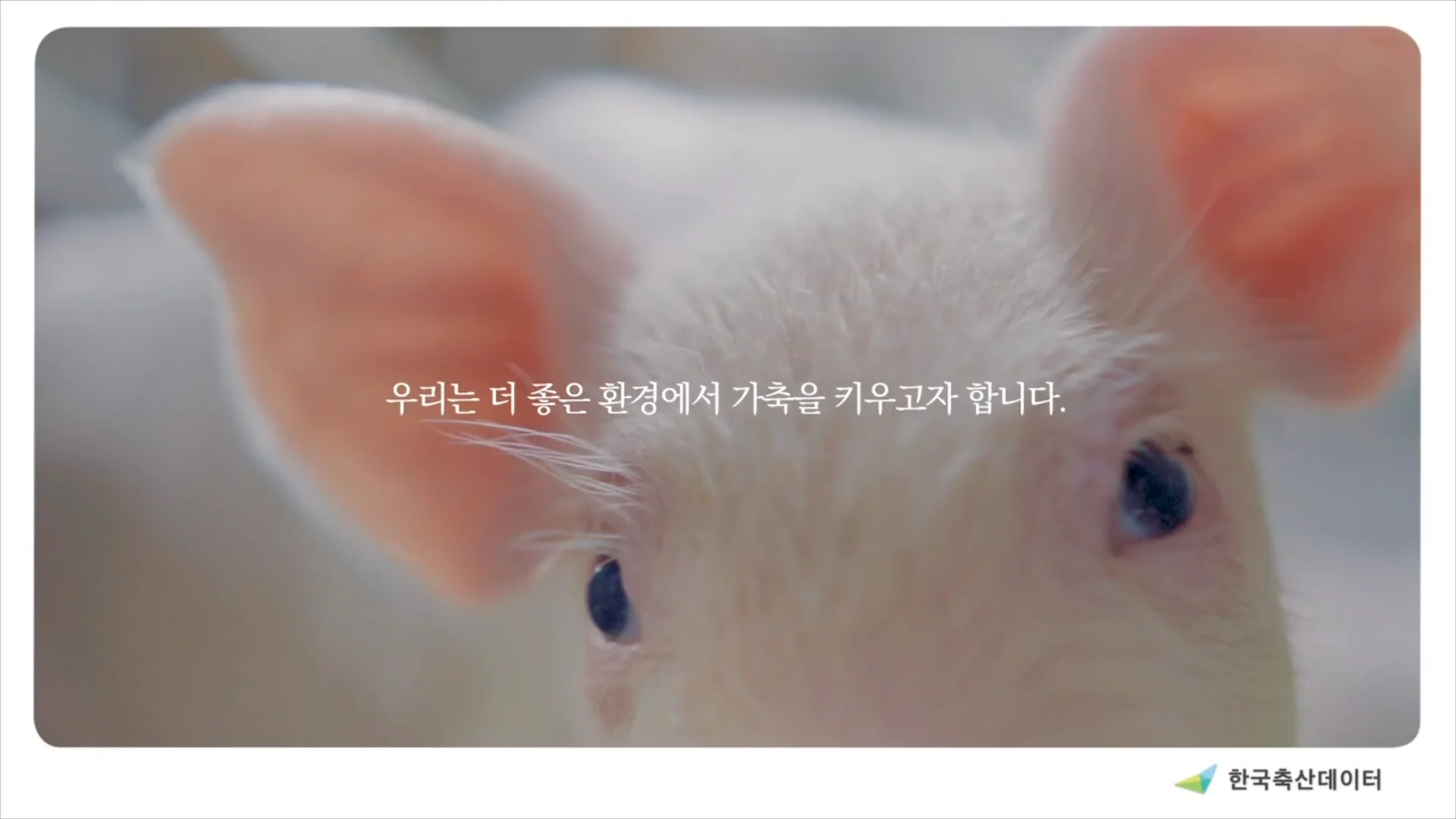 KOREA LIVESTOCK DATA — LIVESTOCK DATA